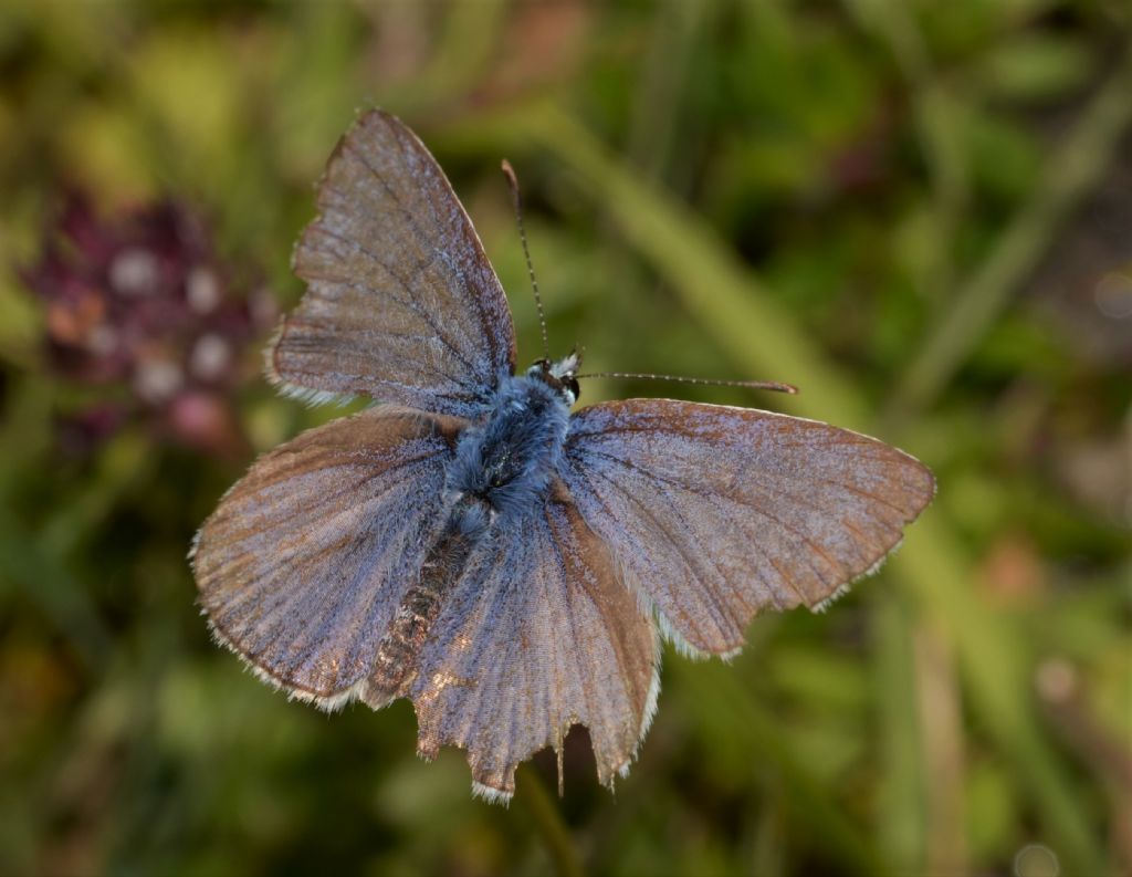 Da identificare: Polyommatus icarus - Lycaenidae